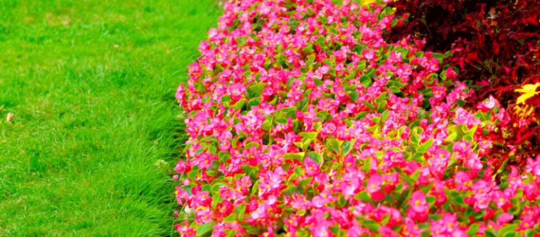 Nam elit agna endrerit sit amet tincidunt ac viverra sed nulla